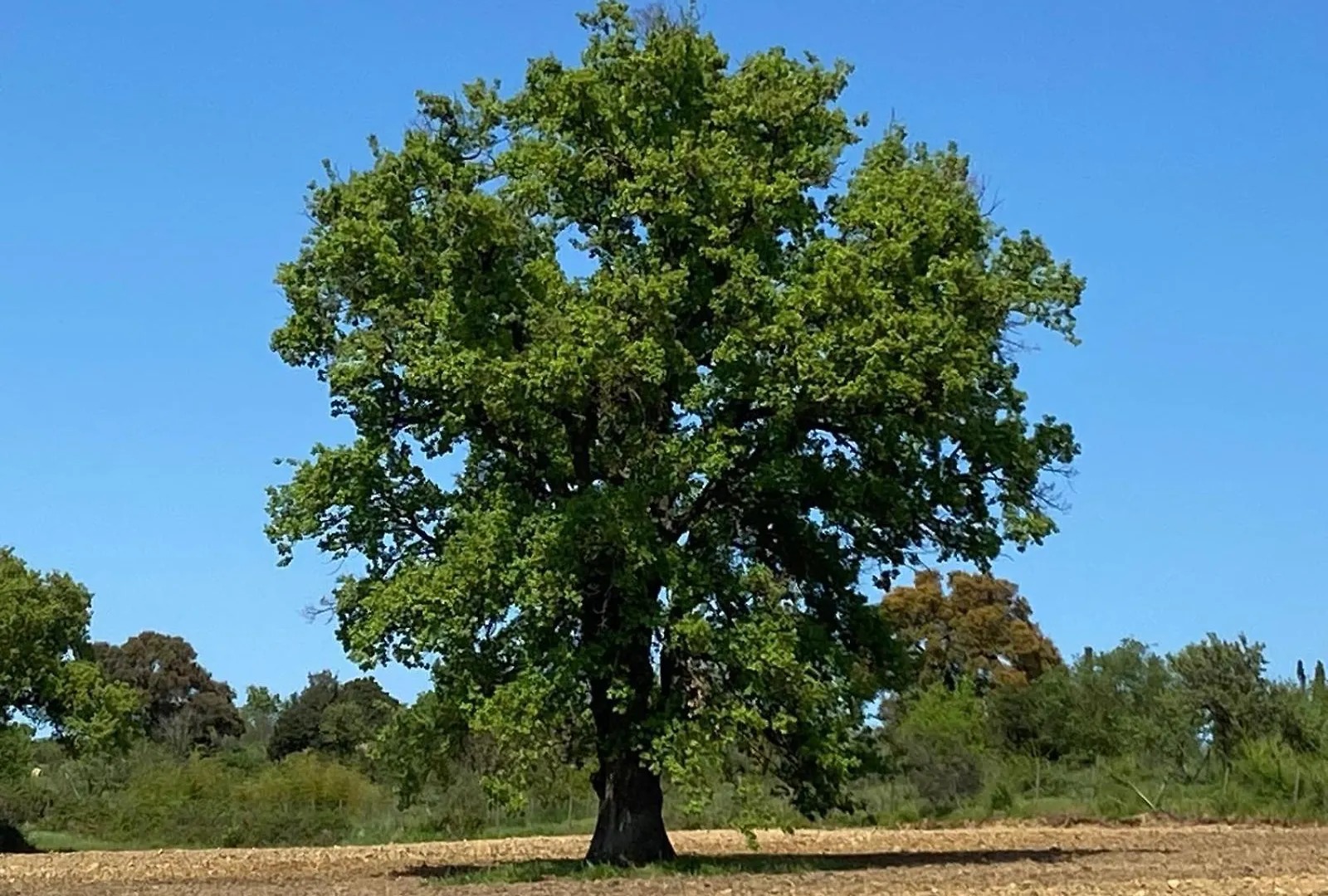 Tenuta Le Mandorlaie, Agriturismo In Scansano