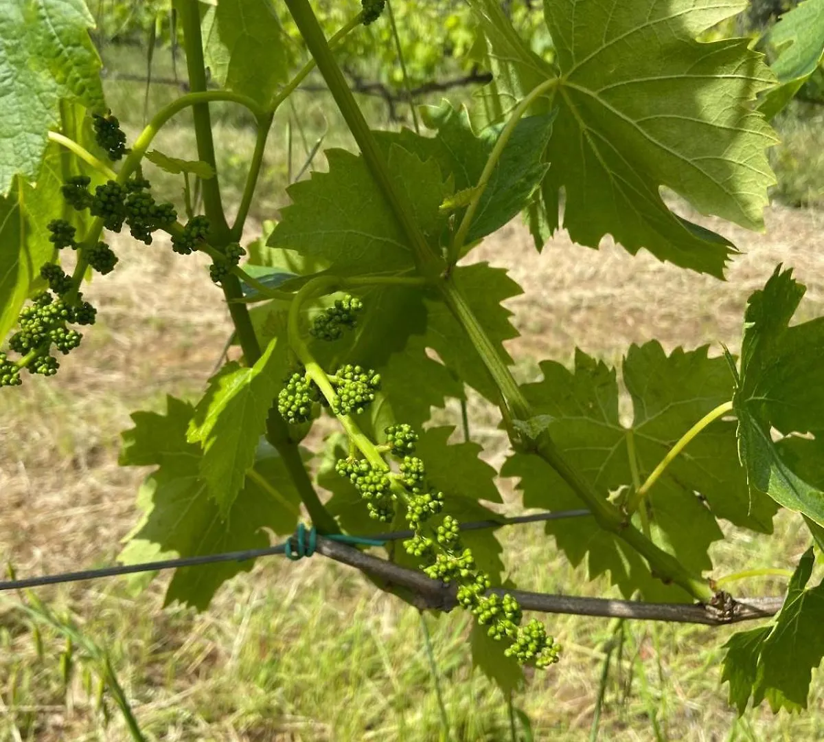 Tenuta Le Mandorlaie, Agriturismo In Scansano Farm stay