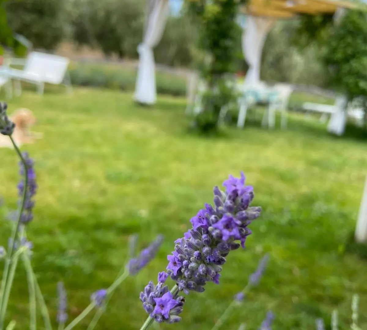 Tenuta Le Mandorlaie, Agriturismo In Scansano Italy