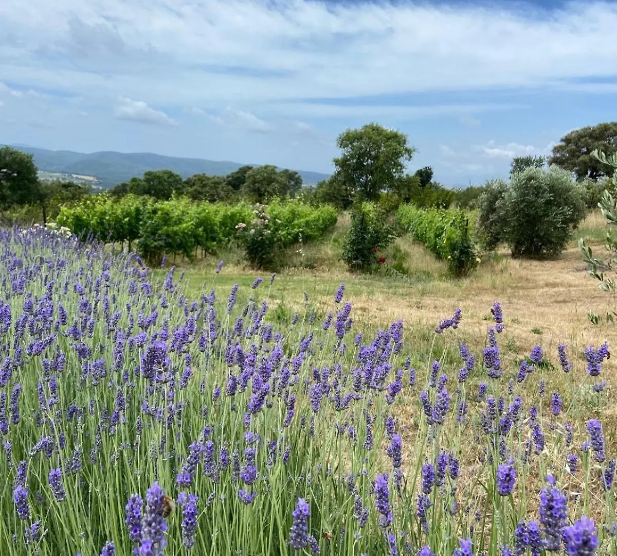 Tenuta Le Mandorlaie, Agriturismo In Scansano 0*,  Italy