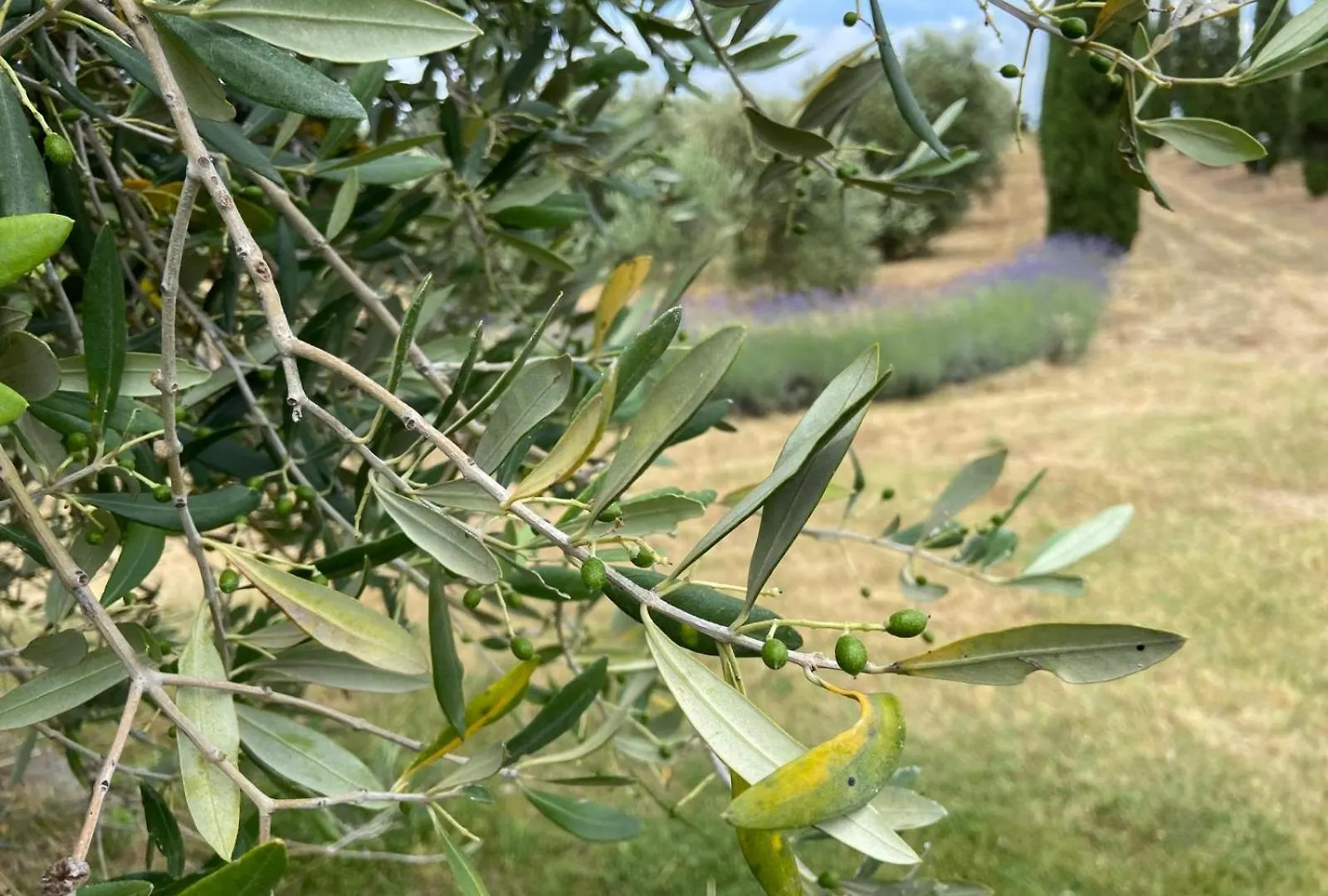 Tenuta Le Mandorlaie, Agriturismo In Scansano 0*,