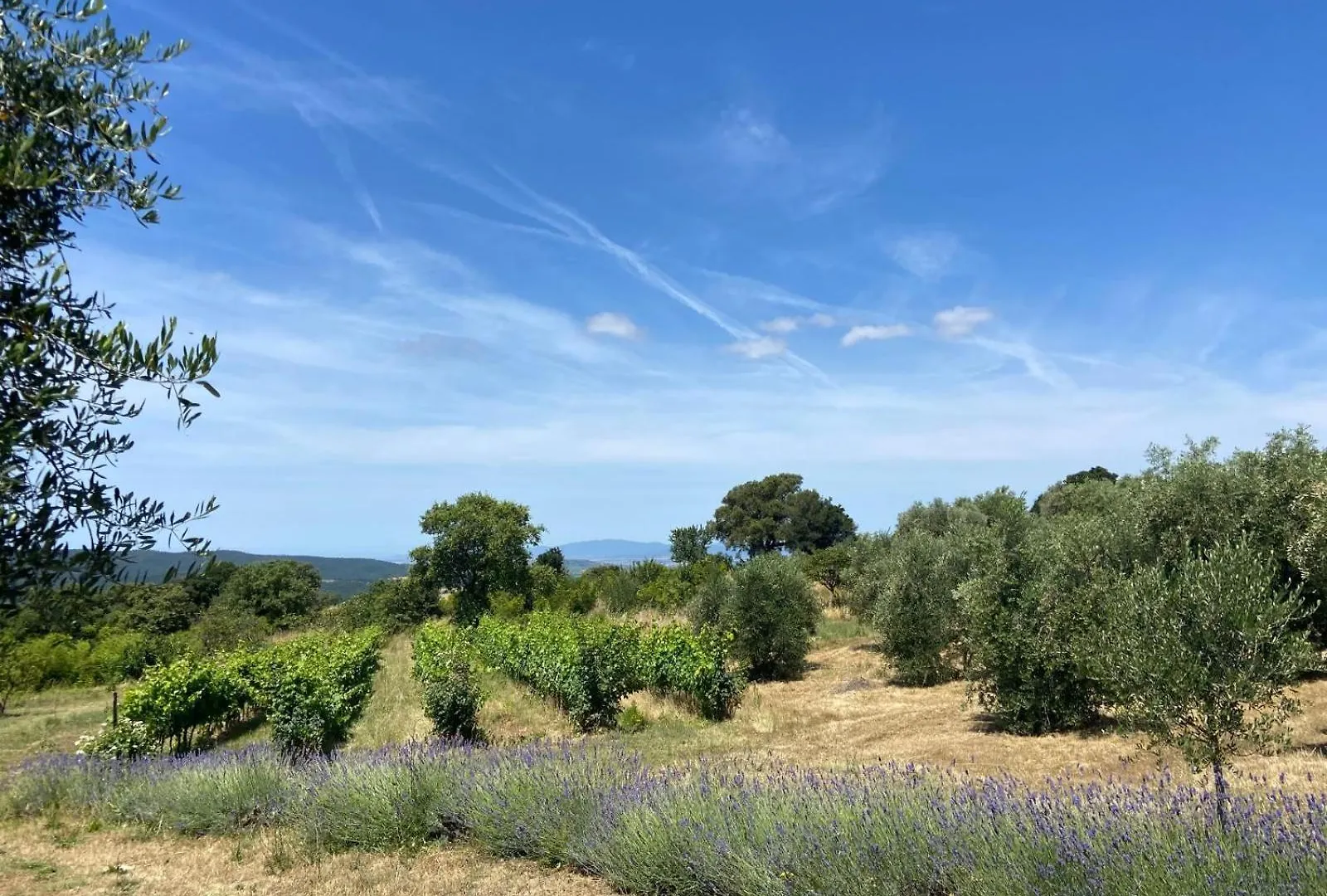 Tenuta Le Mandorlaie, Agriturismo In Scansano Farm stay