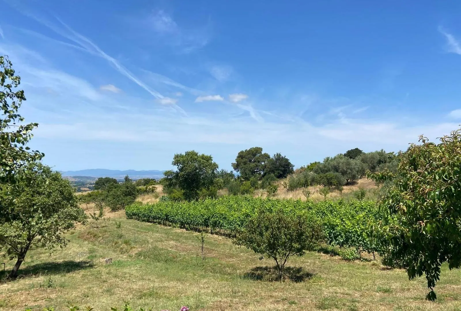 Tenuta Le Mandorlaie, Agriturismo In Scansano