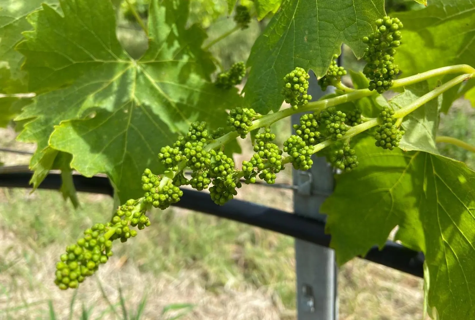 Farma Tenuta Le Mandorlaie, Agriturismo In Scansano Itálie