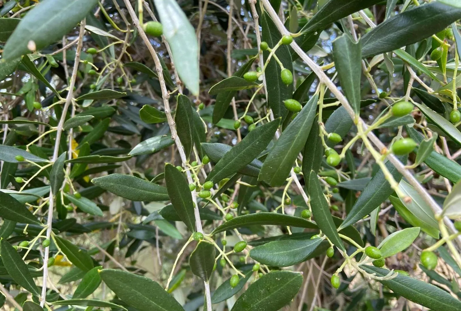 Farma Tenuta Le Mandorlaie, Agriturismo In Scansano